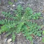 Featured image - How to Get Rid of Weeds from Your Lawn