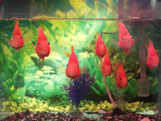 Featured image - How to Set Up Your Own Tank Aquarium