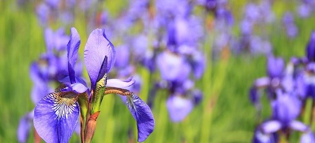How to Transplant an Iris