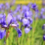 Featured image - How to Transplant an Iris