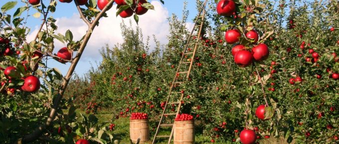 Planning Your Garden: 7 Things You Need to Keep in Mind