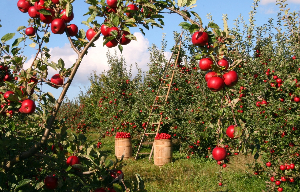 Planning Your Garden: 7 Things You Need to Keep in Mind image - Planning Your Garden: 7 Things You Need to Keep in Mind
