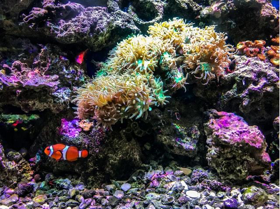 image - Aquarium