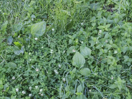 Featured image - Unleashing Tips and Tricks to Get Rid of Lawn Weeds