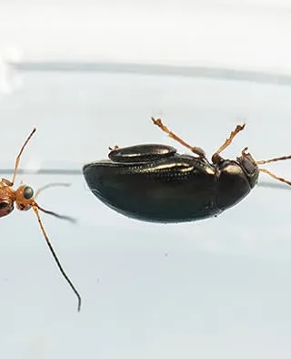 Featured image - Reasons to Rid Your Home of Pests