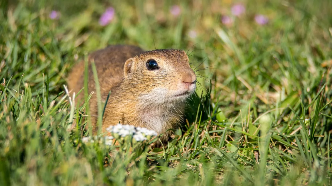 Featured image - 7 Home Remedies for Getting Rid of Gophers in Your Yard