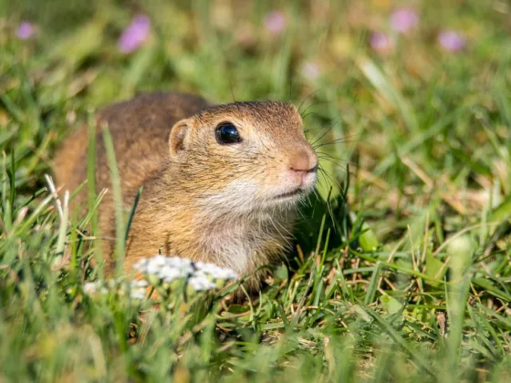 Featured image - 7 Home Remedies for Getting Rid of Gophers in Your Yard