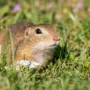 Featured image - 7 Home Remedies for Getting Rid of Gophers in Your Yard