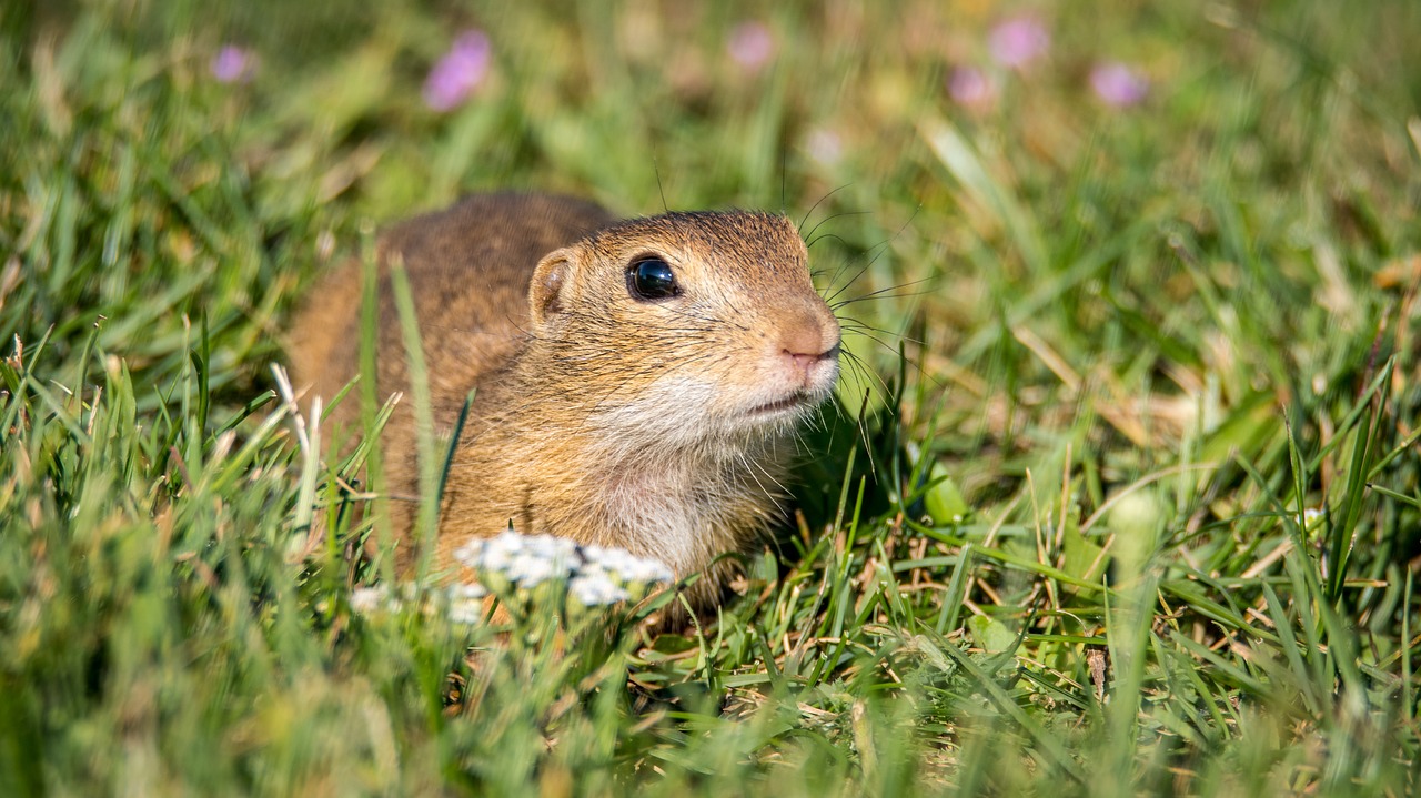 7 Home Remedies for Getting Rid of Gophers in Your Yard Featured image - 7 Home Remedies for Getting Rid of Gophers in Your Yard