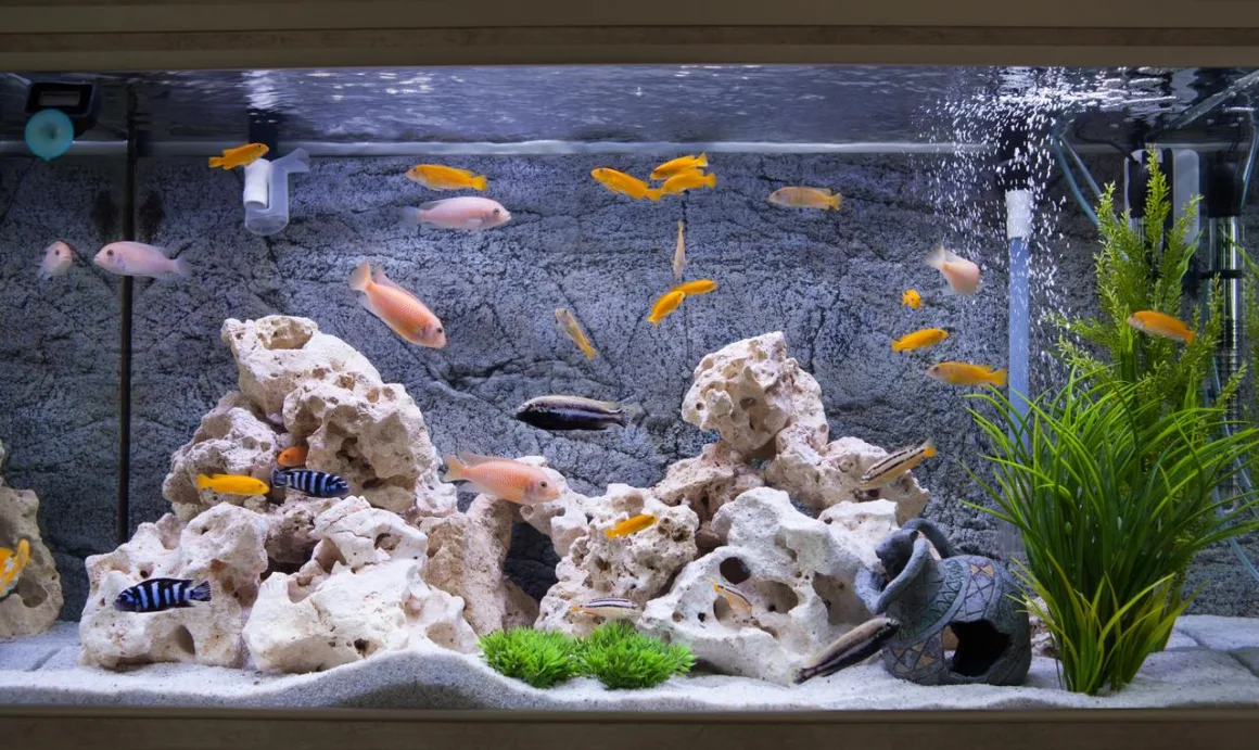 featured image - 5 Easy Tips to Setup an Aquarium