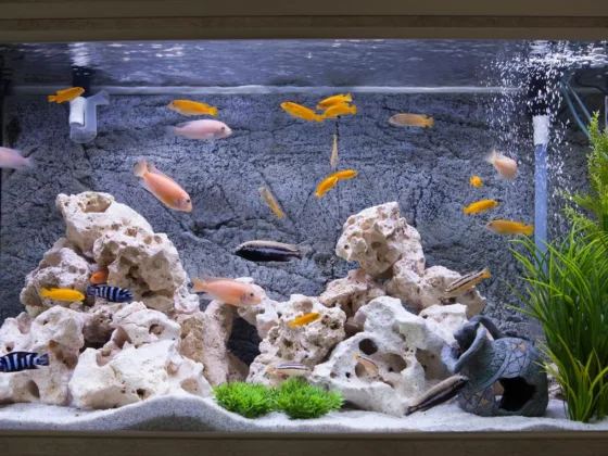 featured image - 5 Easy Tips to Setup an Aquarium