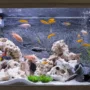 featured image - 5 Easy Tips to Setup an Aquarium