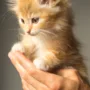 featured image - Healthy Cooking Ideas That Are Perfect for Your Pet Cat