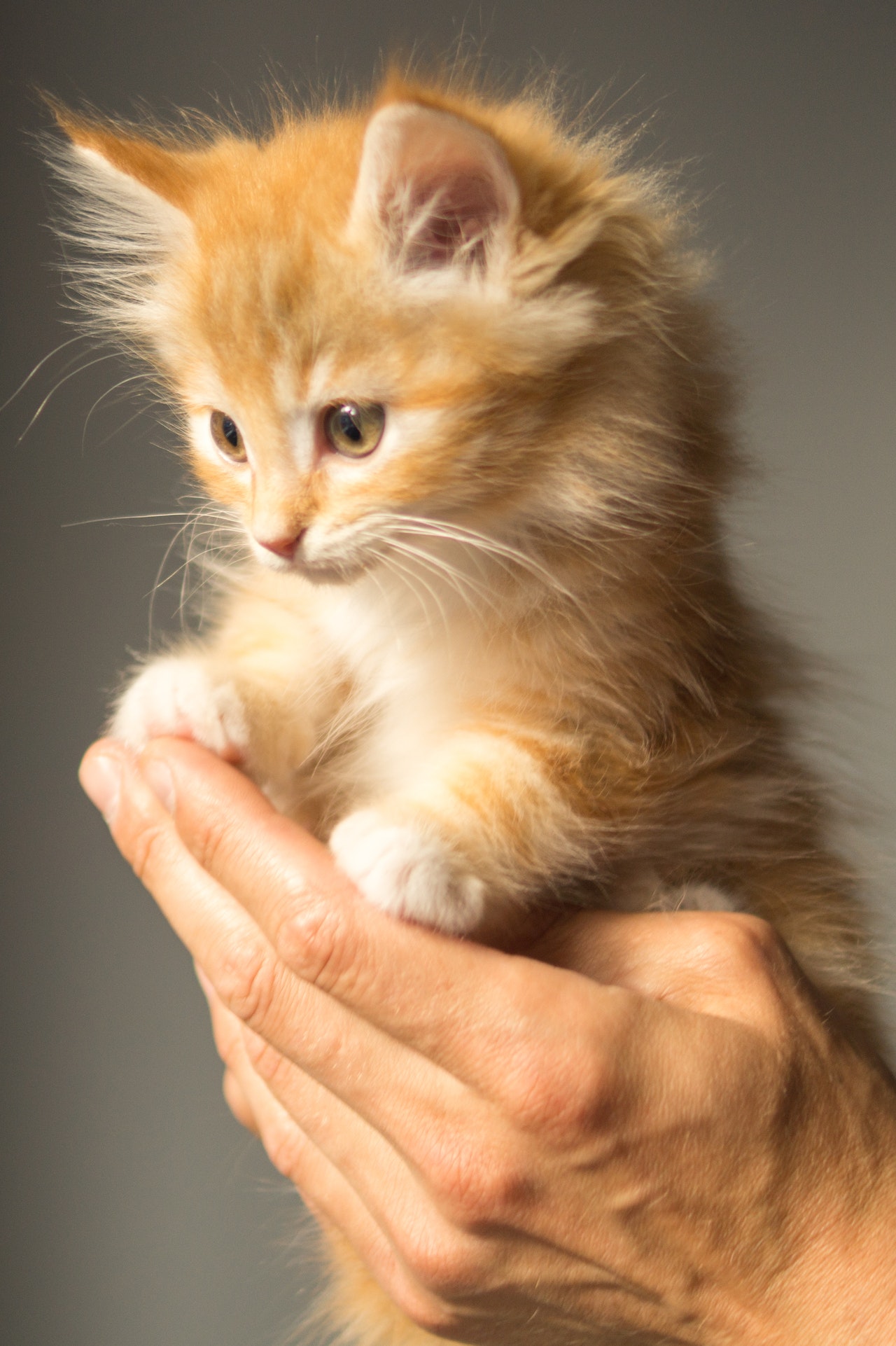 Healthy Cooking Ideas That Are Perfect for Your Pet Cat image - Healthy Cooking Ideas That Are Perfect for Your Pet Cat
