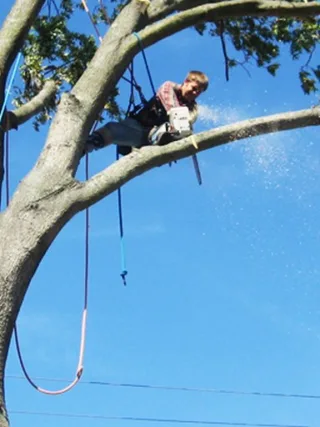 featured image - How to Cut Tree Limbs Over the House - Easy and Safe Way