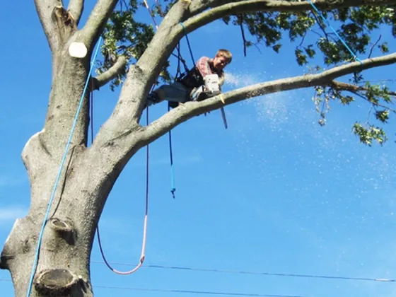 featured image - How to Cut Tree Limbs Over the House - Easy and Safe Way