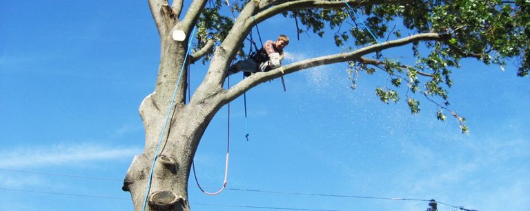 How To Cut Tree Limbs Over The House Easy And Safe Way zomeza-blog