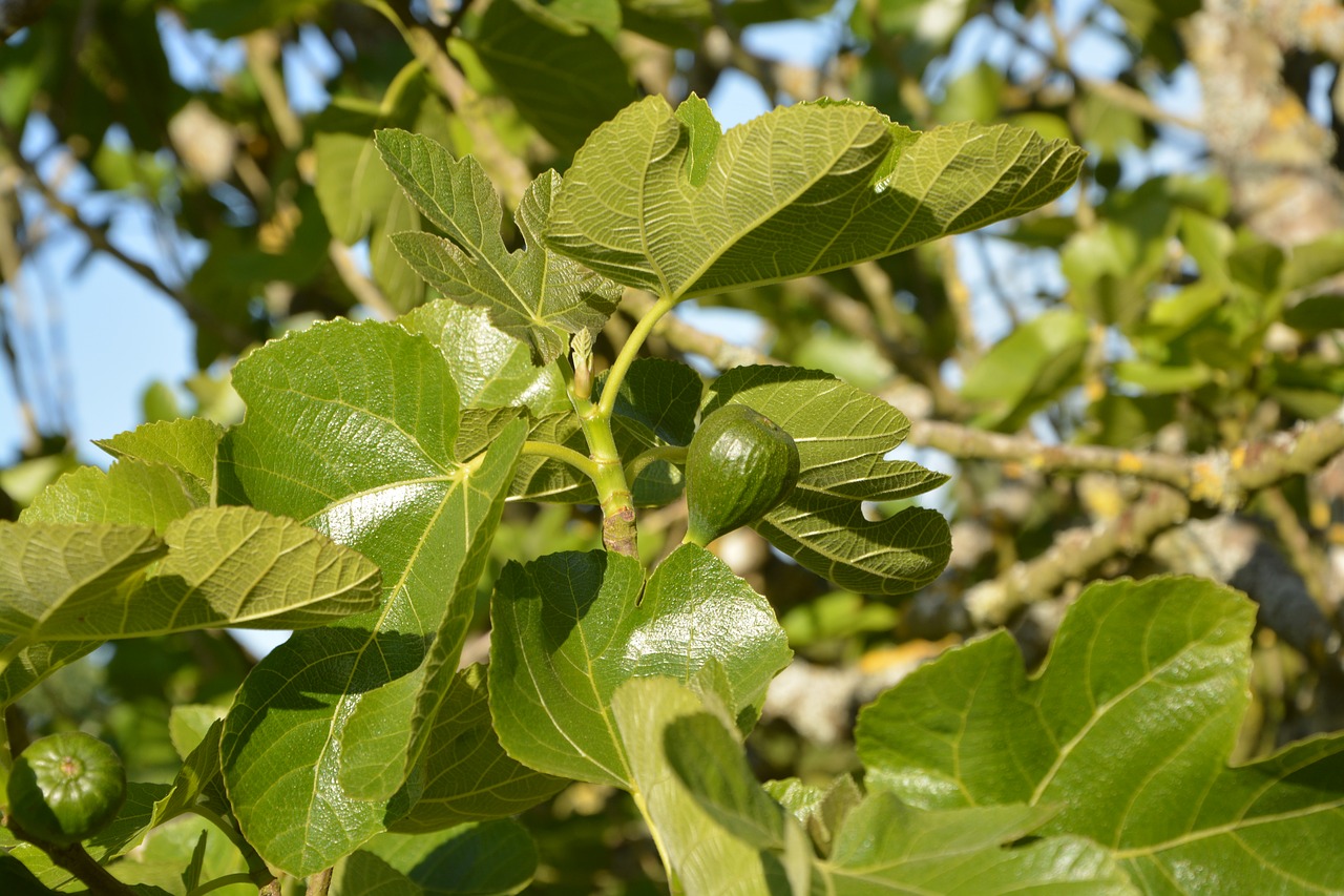 How to Take Care of Fiddle Leaf Fig image - How to Take Care of Fiddle Leaf Fig