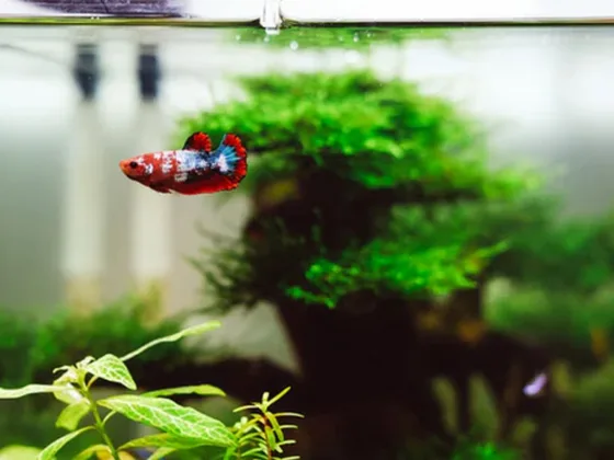 featured image - What Homeowners Should Know About an Aquarium Before Getting One