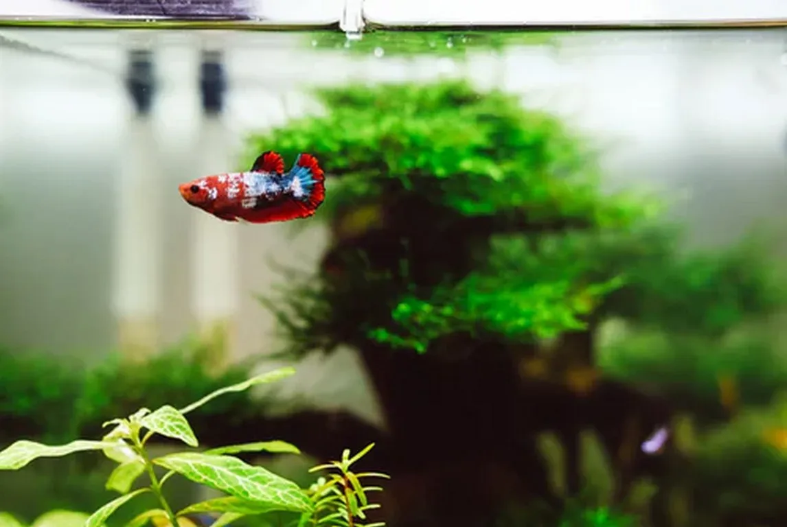 featured image - What Homeowners Should Know About an Aquarium Before Getting One