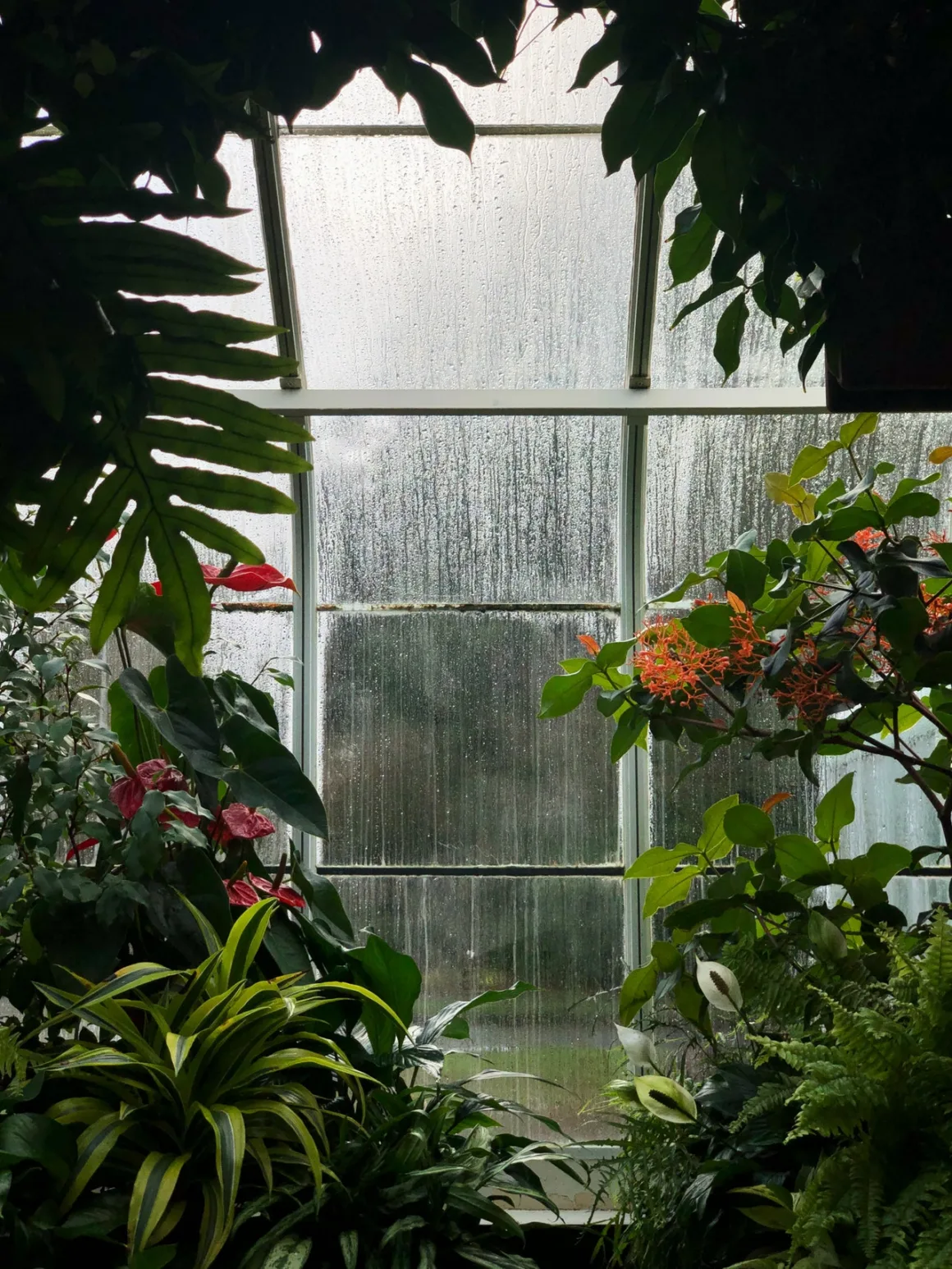 featured image - What You Should Know Before Setting Up A Greenhouse At Home