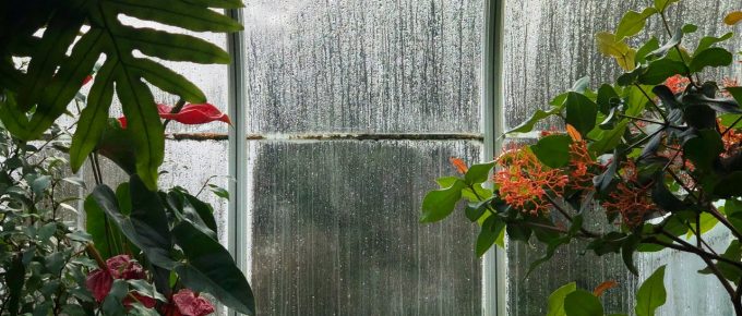 What You Should Know Before Setting Up A Greenhouse At Home