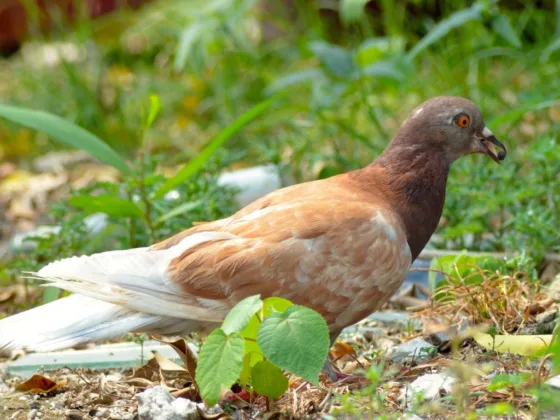 Featured image - Buy a Zig Zag-style Bird Spike for Pest Control