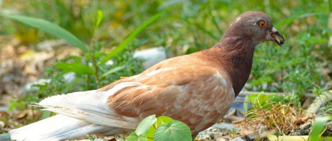 Buy a Zig Zag-style Bird Spike for Pest Control