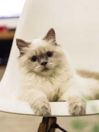 Featured image - How to Clean a House with Pets