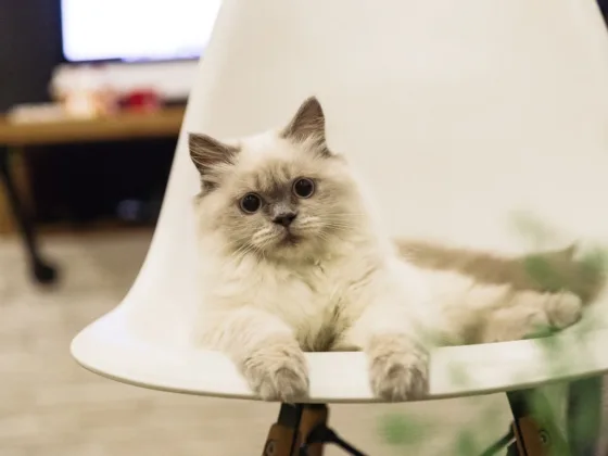 Featured image - How to Clean a House with Pets