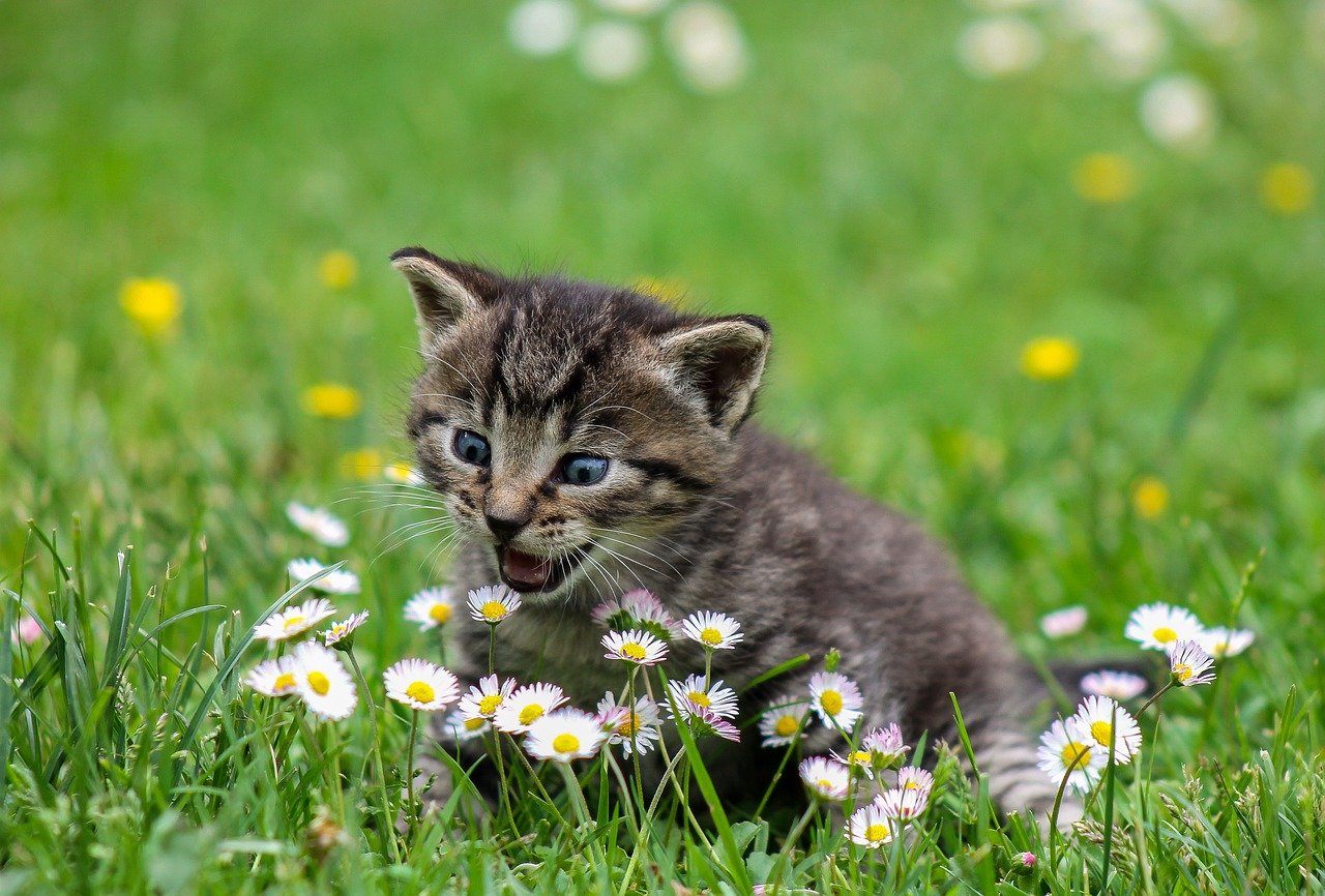 6 Pet Care Tips: The Ultimate Guide image - 6 Pet Care Tips: The Ultimate Guide