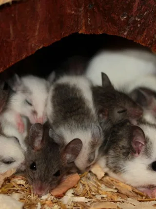 Featured image - Cost of Pest Control: What to Expect and What Factors to Consider