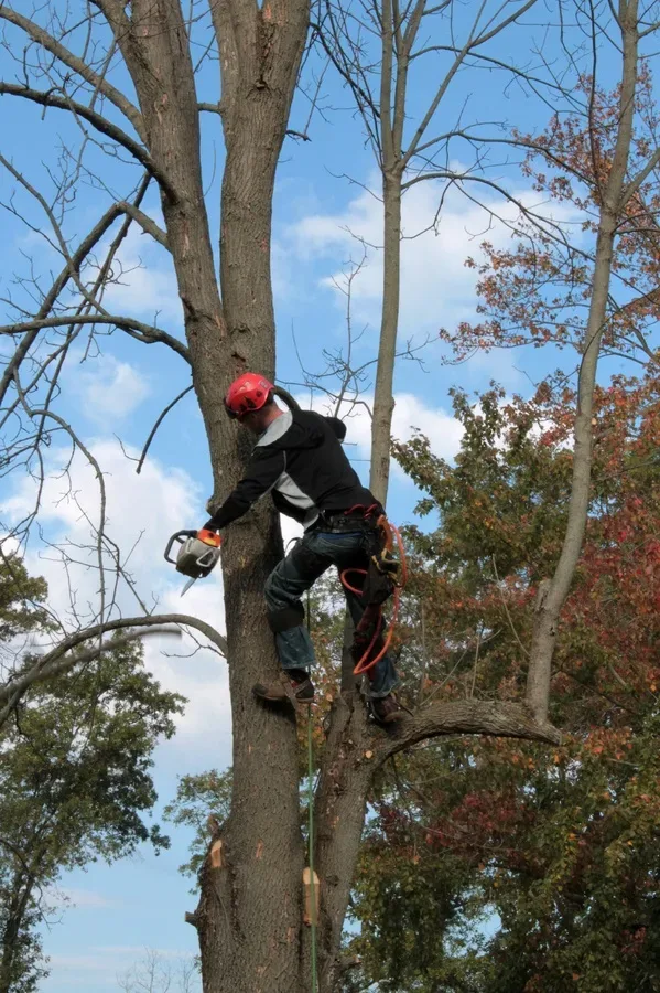 Featured image - Four Pressing Reasons to Remove a Tree from Your Property