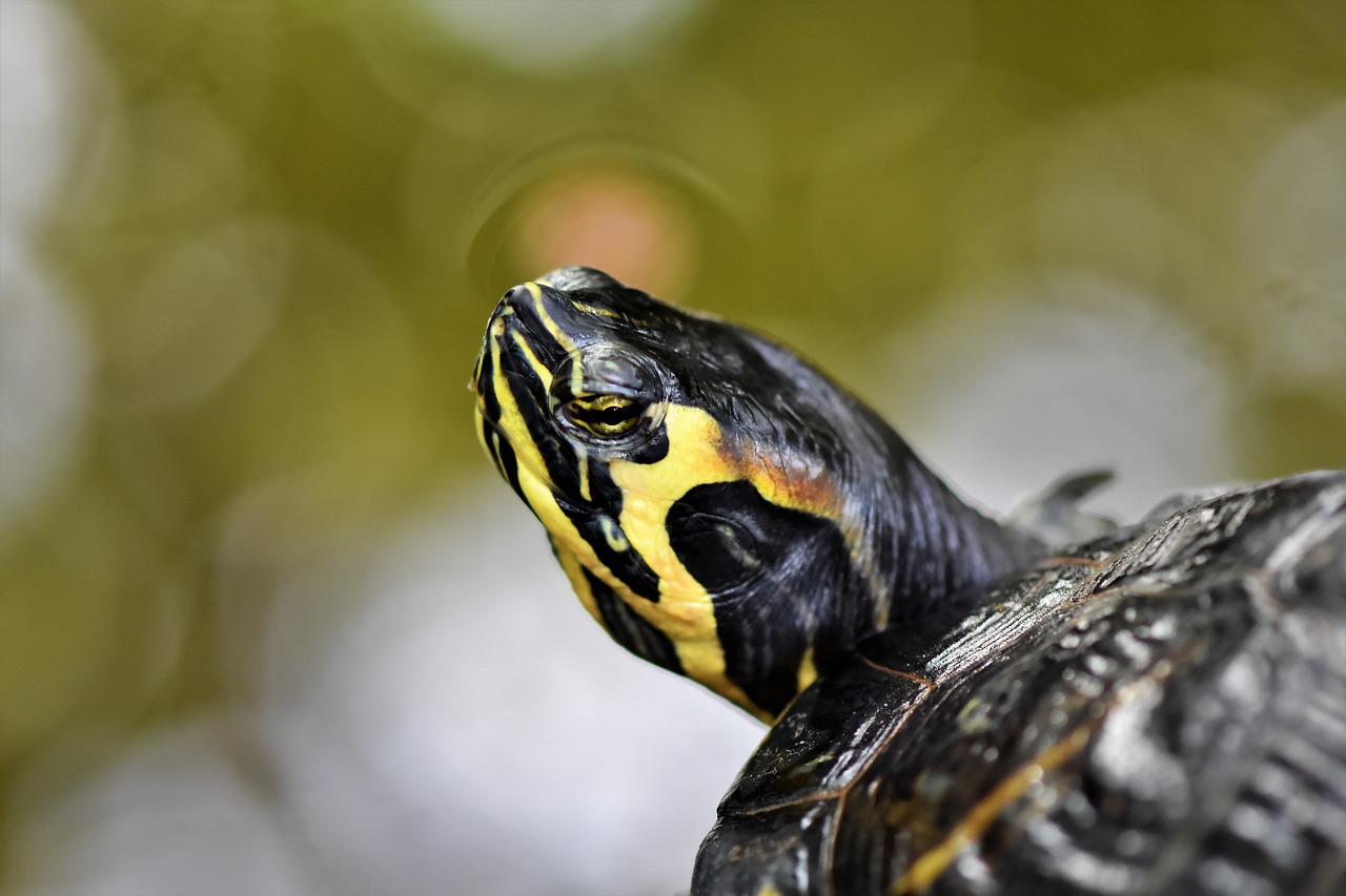 image - water turtle