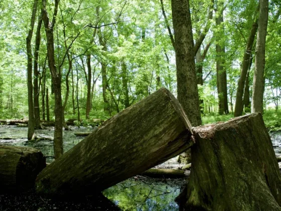 Featured image - 4 Effects of Cutting Down Trees on the Eco System