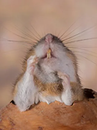 featured image - How often should you get your house sprayed for bugs