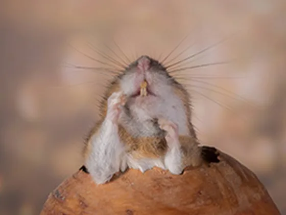 featured image - How often should you get your house sprayed for bugs