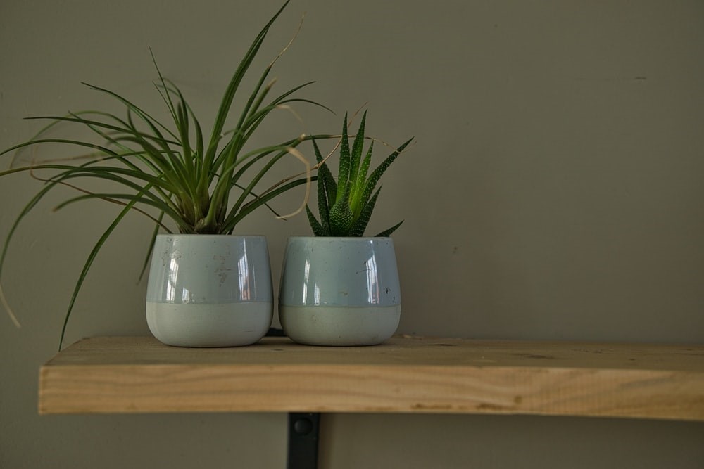 How to Buy Pots and Planters for Your Home? image - How to Buy Pots and Planters for Your Home?