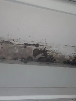 featured image - Is Bleach or Vinegar Better to Kill Mold