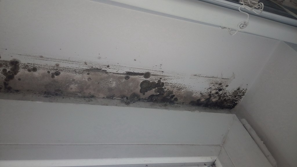 Is Bleach or Vinegar Better to Kill Mold image - Is Bleach or Vinegar Better to Kill Mold