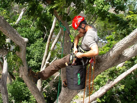 featured image - The Dangers of Tree Work 4 Questions You Should Ask Before Hiring an Arborist