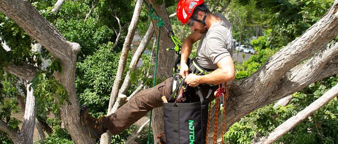 The Dangers of Tree Work: 4 Questions You Should Ask Before Hiring an Arborist