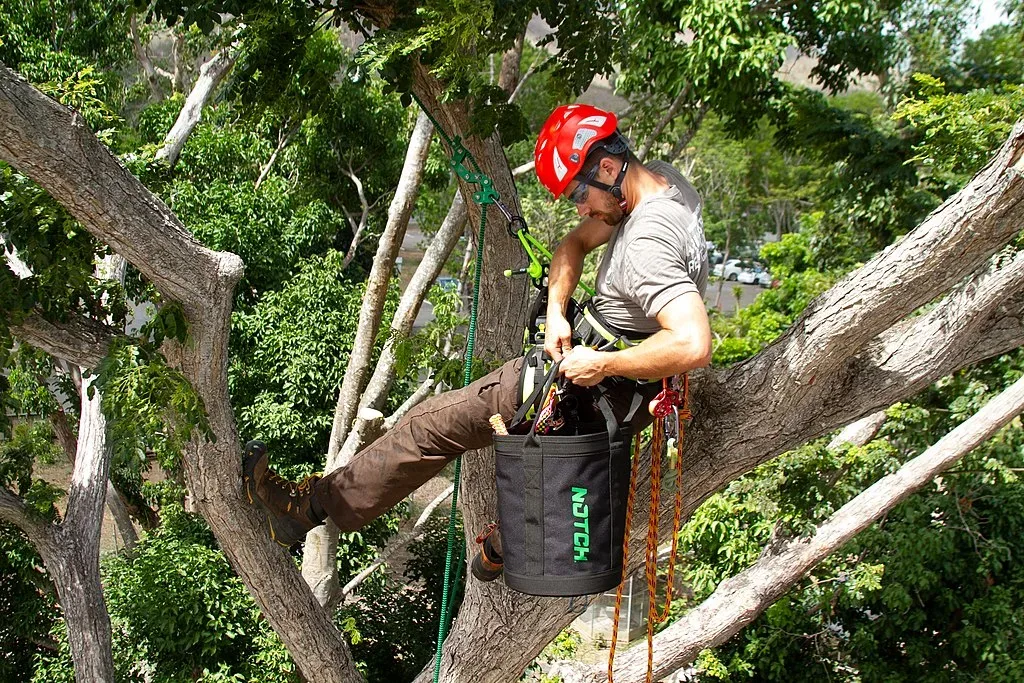 featured image - The Dangers of Tree Work 4 Questions You Should Ask Before Hiring an Arborist
