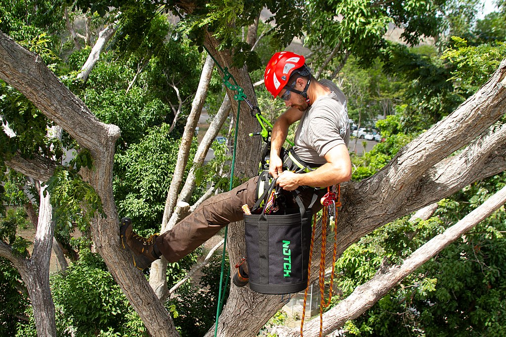 The Dangers of Tree Work 4 Questions You Should Ask Before Hiring an Arborist image - The Dangers of Tree Work 4 Questions You Should Ask Before Hiring an Arborist