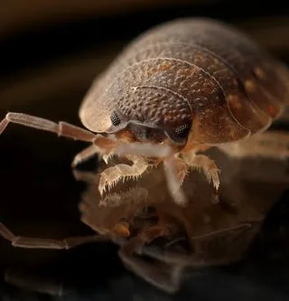 Bed Bugs