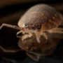 Bed Bugs