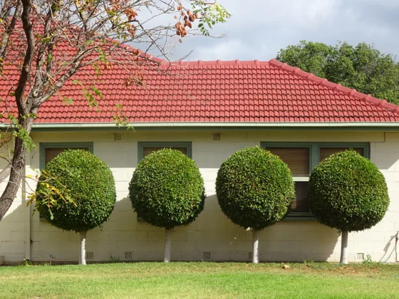 featured image - Did You Know These 9 Things Can Harm Your Trees