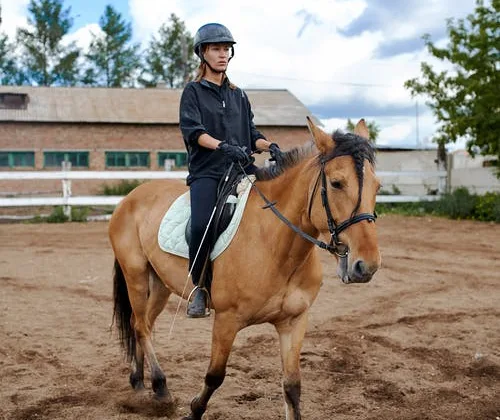 featured image - The Cost to Build a Riding Arena