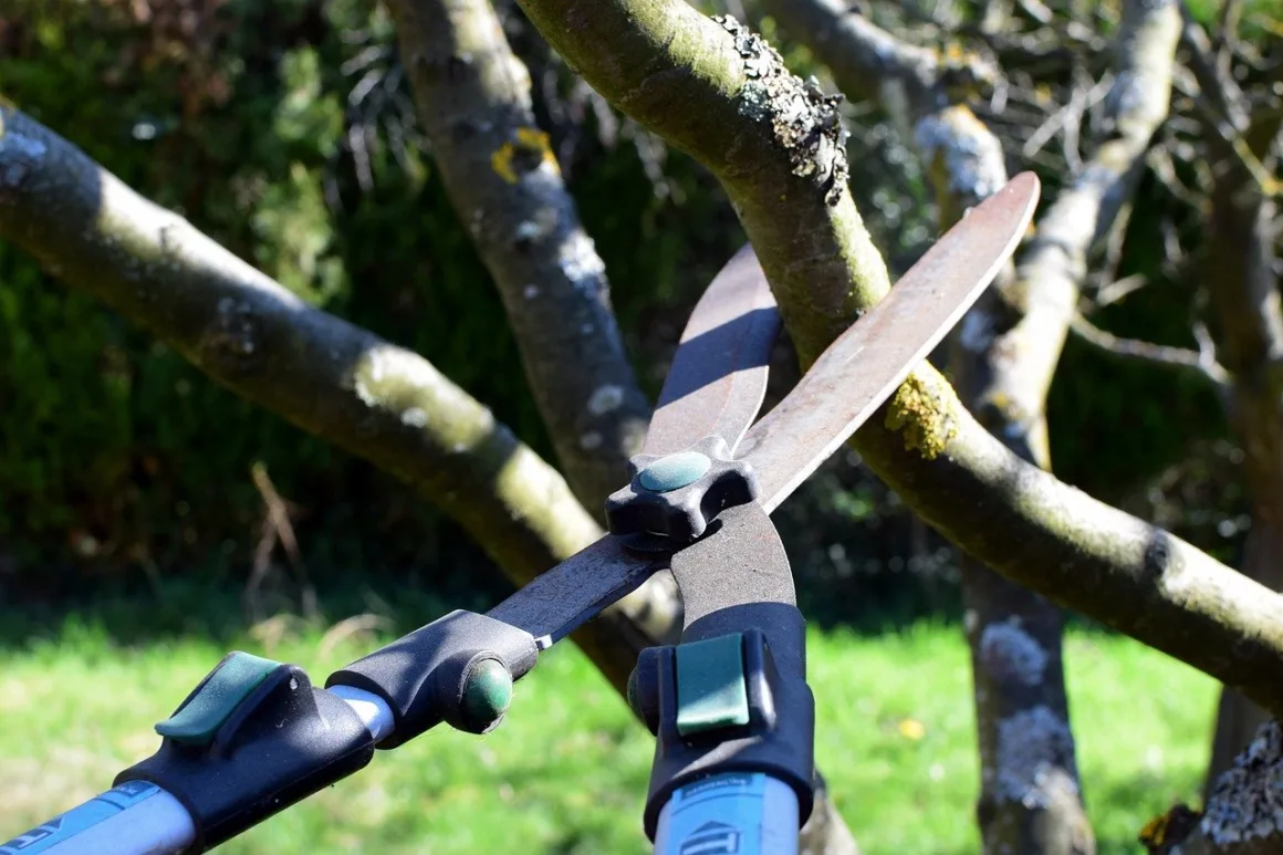 featured image - What is the Difference Between Tree Trimming and Tree Pruning