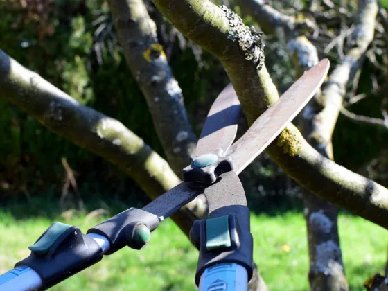 featured image - What is the Difference Between Tree Trimming and Tree Pruning